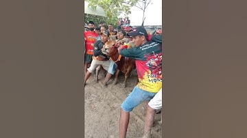 Kerapan Sapi
