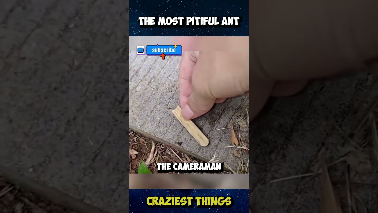 Pranking An Ant Craziest Things Part 11 Viral Crazythings Crazycreatures Funny Animals