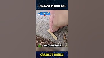 Pranking An Ant? | Craziest Things Part 11 #viral #crazythings #crazycreatures #Ant #funny #animals