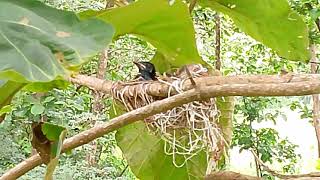 Download Lagu Pas di panjat semua pada terbang, burung srigunting  MP3