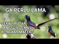 masteran murai batu full isian tembakan mewah