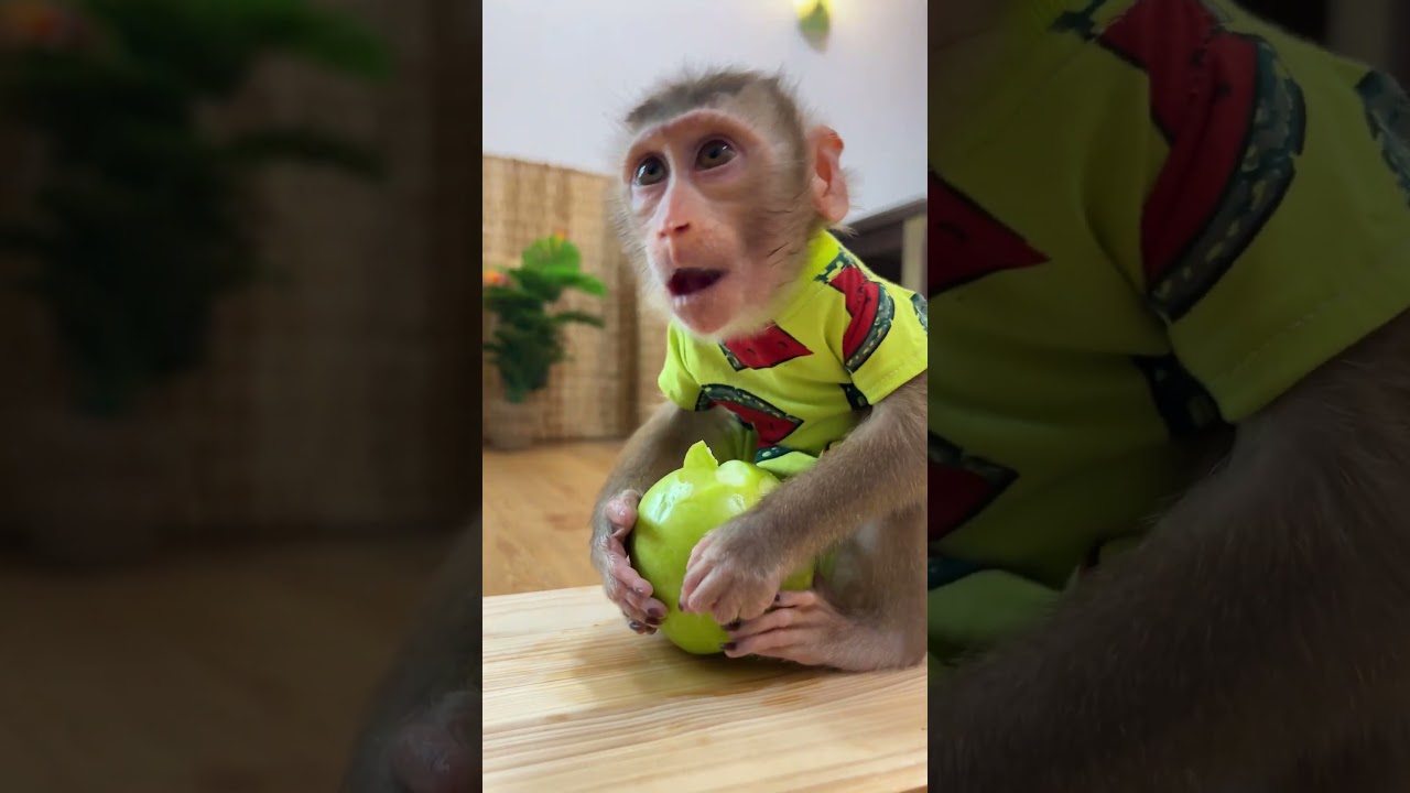 Eating apple with BiBi | Curious Monkey Family's Daily