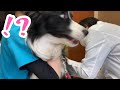 毎年恒例の狂犬病注射で予期せぬ展開に…