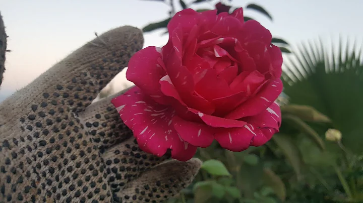 Careless Love / Henry A. Conklin 1955 - rose - ros...