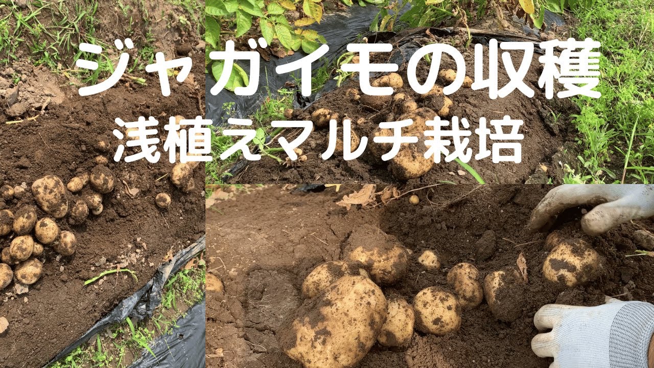 Gardening] We harvested potatoes! With shallow planting and mulch