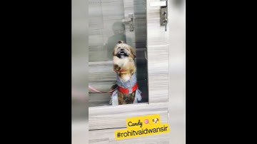 MASTI WITH CANDY 🐶🍬 ROHIT VAIDWAN SIR ❣️ ADHYAYAN MANTRA OFFICE