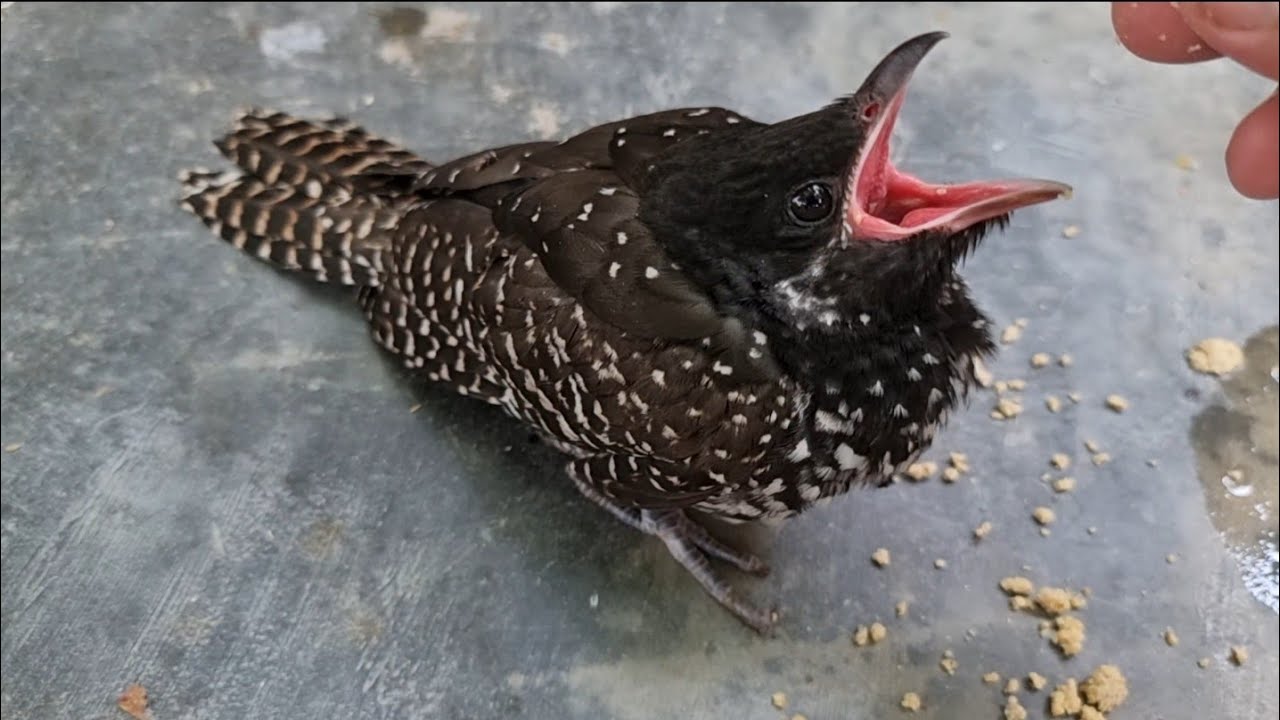 Hand Feeding Fasciated Antshrike Bird - Hand Feed | Animals Change