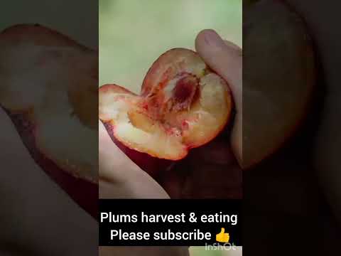 plum harvest &