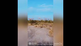 Словно в Африке: Бухарских оленей сняли на видео близ Туркестана
