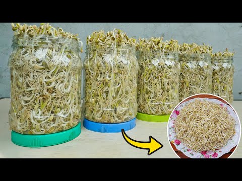 How To Grow Bean Sprouts In Plastic Bottles So Easy