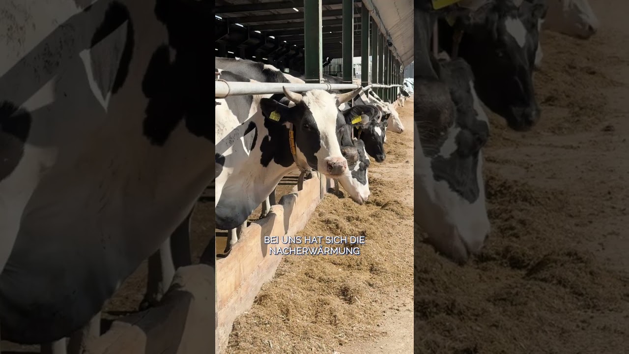 Nacherwärmung in Melkof 🐮