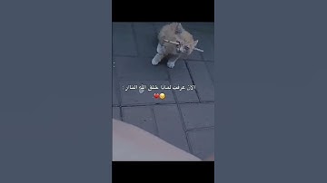 وكان الله غفور رحيم #quran #تلاوة_قرآن #القرآن_الكريم
