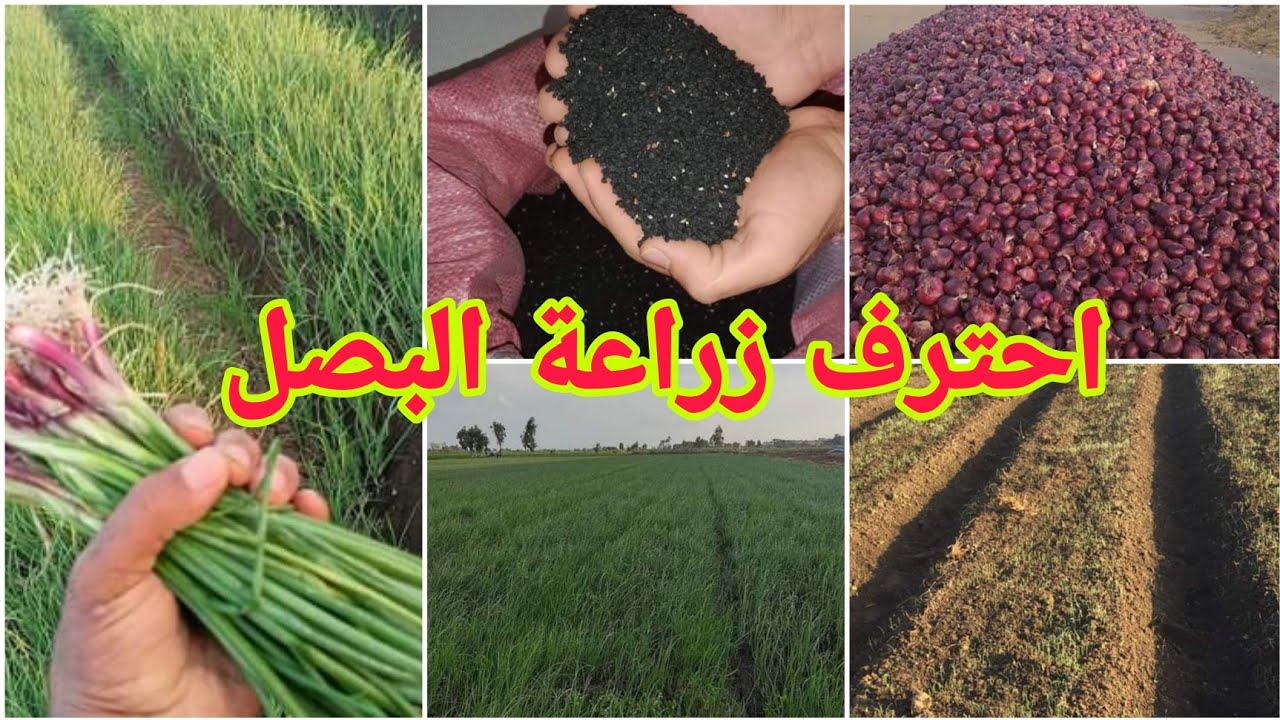 كل ما يخص زراعة وخدمة مشتل البصل الحبة السوداء للحصول علي شتلات عالية الإنتاجية
