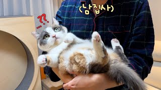 Someone teach him how to hold a cat… by 김쫀떡 70,598 views 1 month ago 5 minutes, 22 seconds