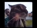 cat meow meme
