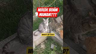 Mama Ver Bana Give Me My Food Hooman