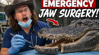 SURGERY on ALLIGATOR'S BROKEN JAW!