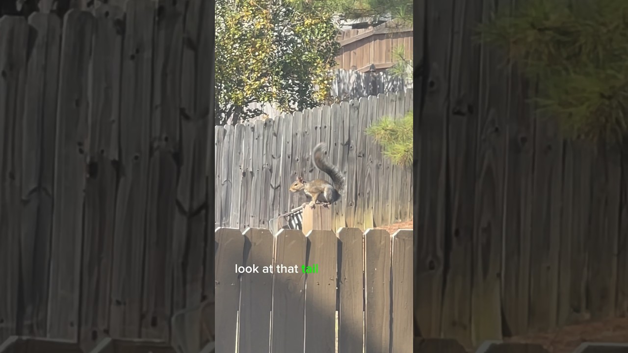 Two Squirrels Communicating?