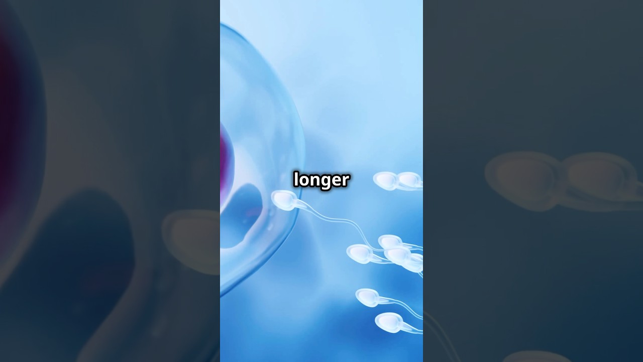 How Long Can Sperm Survive?