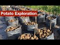 Lots of options for growing potatoes