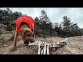 The Quinzee Jacket by Ruffwear [Review]
