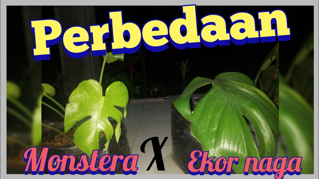 Perbedaan monstera deliciosa dengan epipremnum pinnatum ...