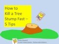 How To Kill A Tree Stump