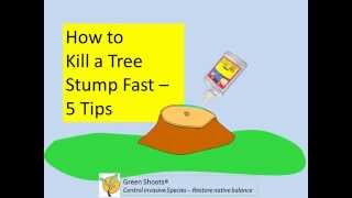 Stump Killer - 5 Tips for Success