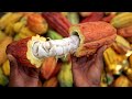 SITUACIÓN ACTUAL DEL CACAO PERUANO 🍫