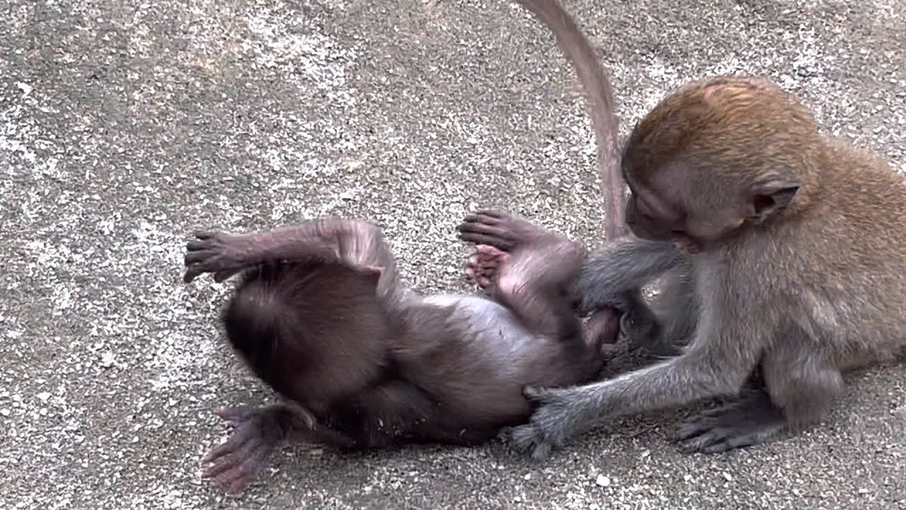 Robin is familiar with Wili and checks Wili