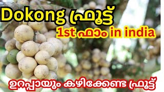 dokong fruit malayalam #dokong fruit plantation #varity fruit #langset #duku #longkou #fruit #fruit