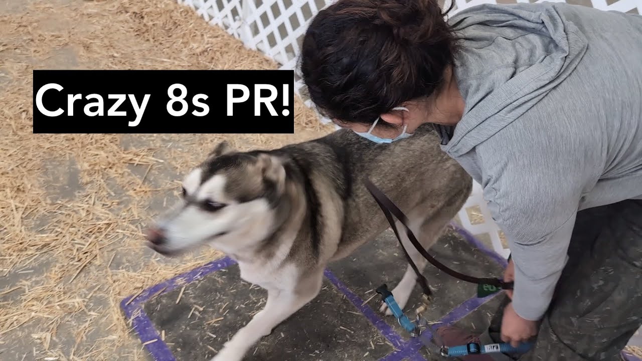 Calm like a bomb, as he points out 4 rats - Barn Hunt Crazy8s 03, 30 points SD 480p