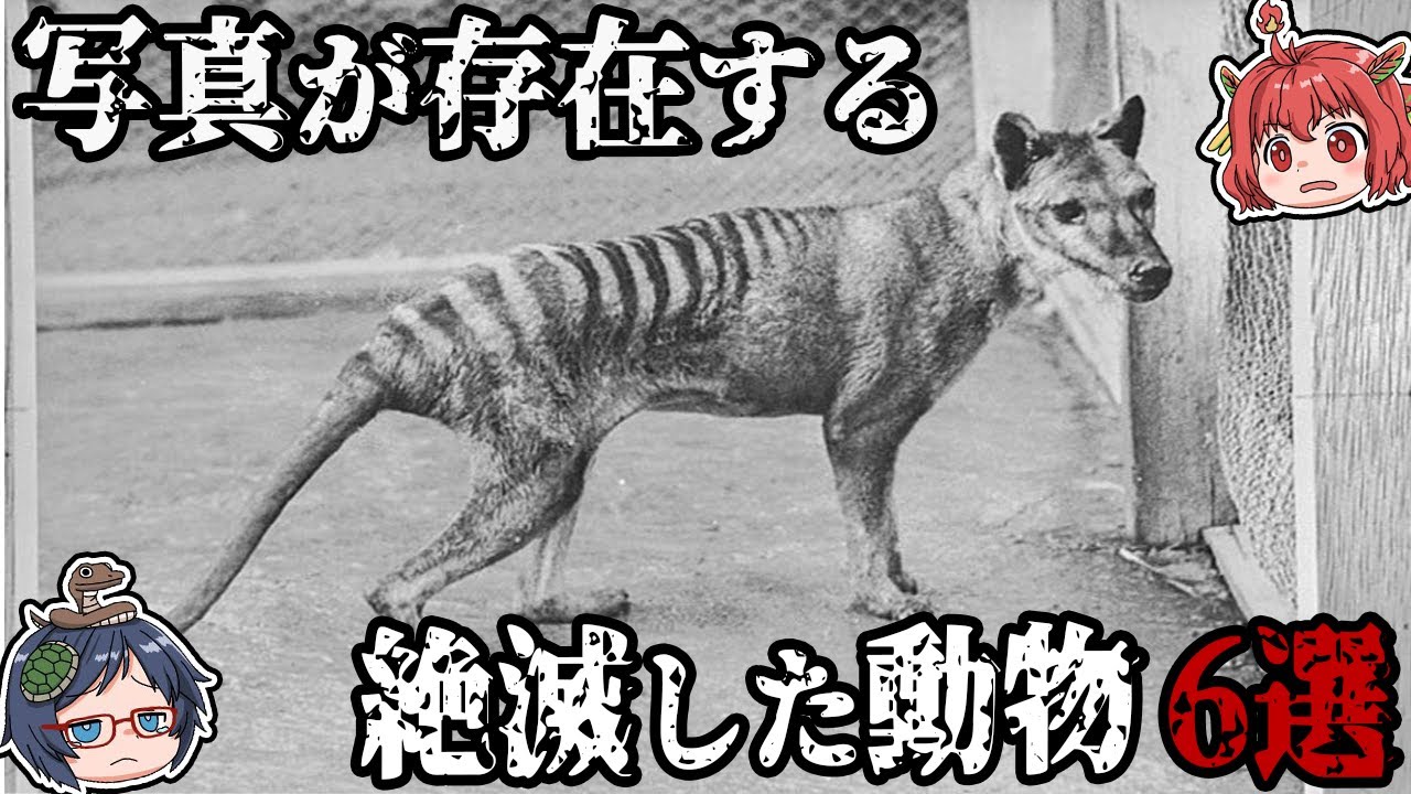 二度と見ることができない！？写真が存在する絶滅してしまった動物【ゆっくり解説】