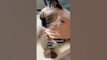 Вот почему кошки спят на человеке 😄