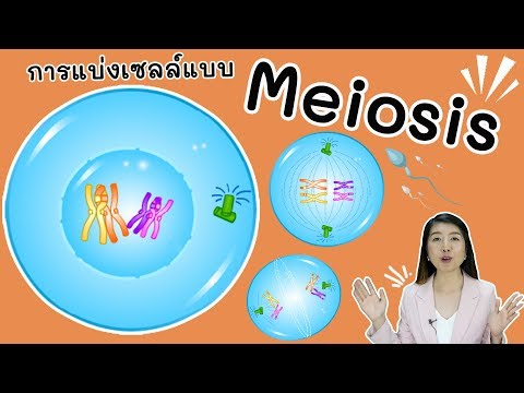 การแบ่งเซลล์แบบ ไมโอซิส meiosis