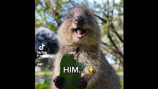 Find The Difference Han And Quokka シ