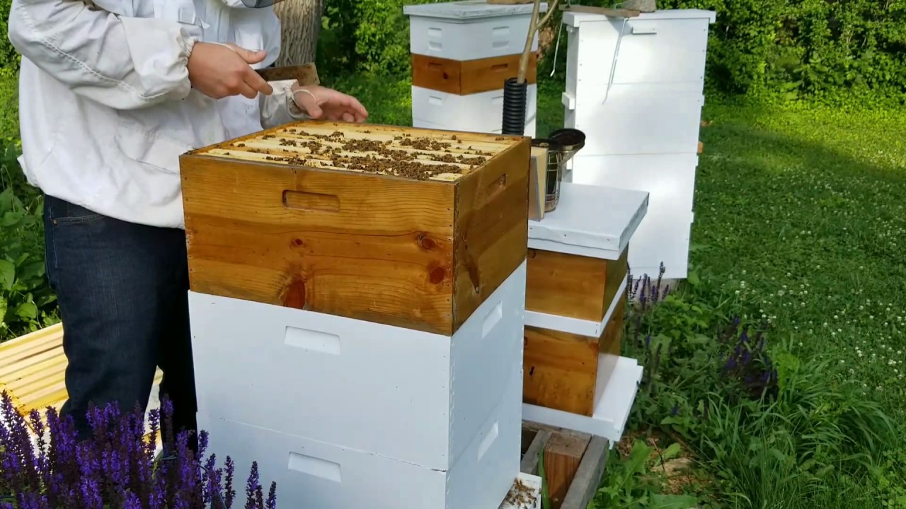 Beekeeping: Three deeps and a growing hive - YouTube