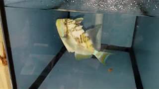 Queen Trigger $289 - Gulf of Mexico