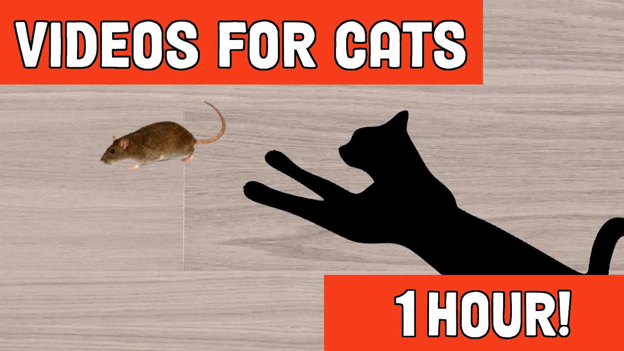 🐀 Catch the REALISTIC Mouse 🐀 Entertaining Video for Cats ★ CAT GAMES WITH SOUND ★ 1 HOUR