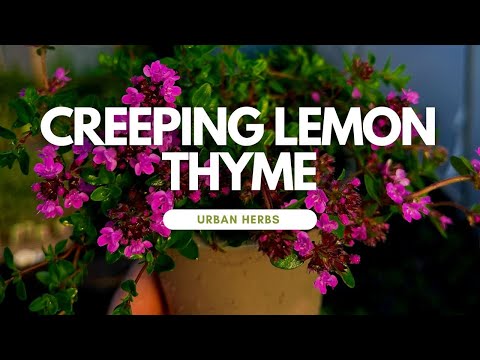 Video: Lemon Thyme Care - Trồng Và Thu Hoạch Các Loại Thảo Mộc Thyme Lemon