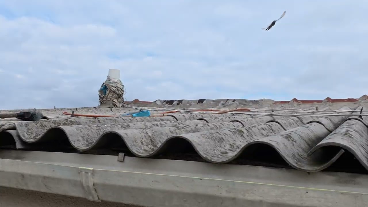 14 OCAK SUSAMİ. YAVRU