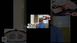Inside Your Head: The Amazing World of Neurotransmitters and Receptors