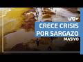 Sargazo en Quintana Roo: 63 mil toneladas recolectadas y aún no alcanza su máximo este año