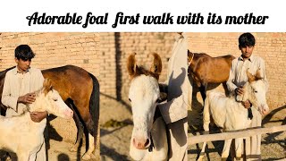 Adorable Foal Fist Walk With Mother Desi Horsehorse Lovers