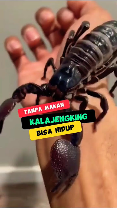 KALAJENGKING TERNYATA MAKAN INI😯‼️#scorpion #kalajengking #animals