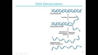 Chapter-9: DNA Based Information technologies- Part 1