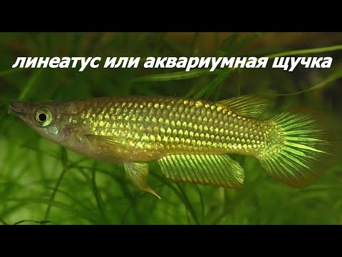 Аплохейлус линеатус или аквариумная щучка