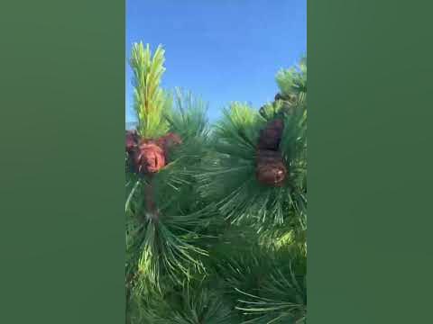 Шишки! Много шишек!😃😃😃 - YouTube