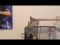 Cockatiel lip-syncing "Dilemma" by Nelly & Kelly