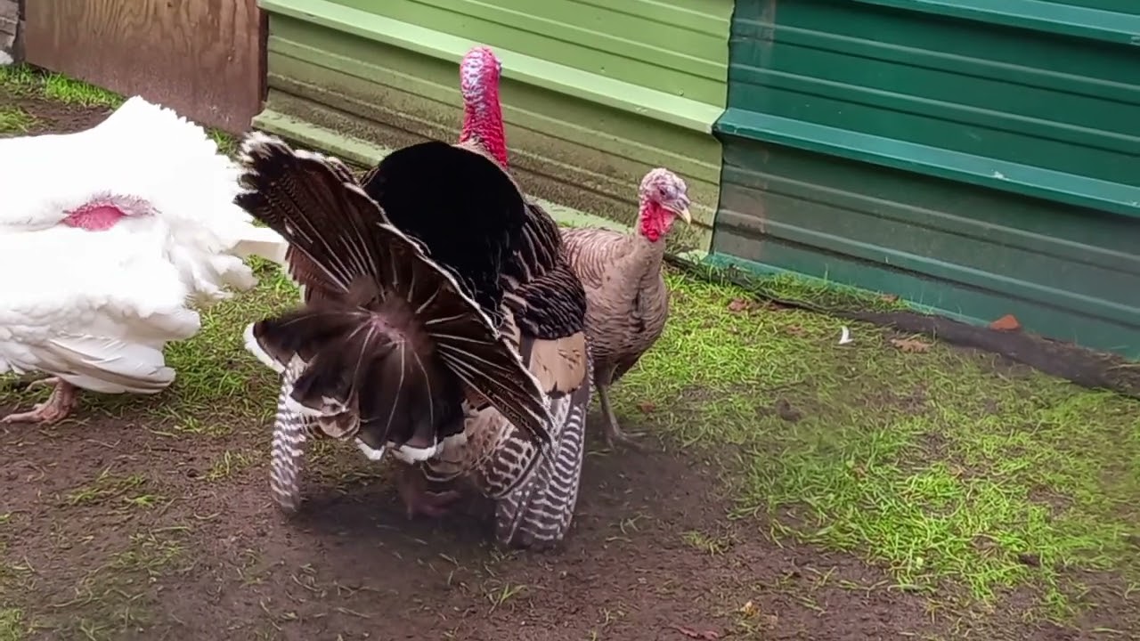 dindon 🦃 narragansett accouplement début janvier 🥰🥰🥰